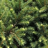 Picea omorika Plant - 