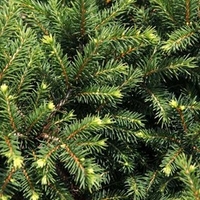 Picea omorika Plant - 