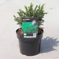 Picea ormorika Plant - Karel
