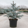 Picea pungens Plant - Blue Diamond