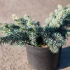Picea pungens Plant - Waldbrunn