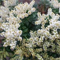 Pieris jap. Plant - Debutante