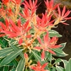 Pieris jap. Plant - Flaming Silver