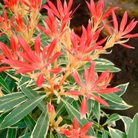 Pieris jap. Plant - Flaming Silver
