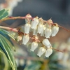 Pieris jap. Plant - Flaming Star
