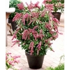 Pieris jap. Plant - Passion
