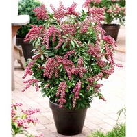 Pieris jap. Plant - Passion
