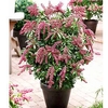 Pieris jap. Plant - Passion