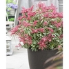Pieris jap. Plant - Polar Passion