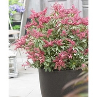 Pieris jap. Plant - Polar Passion