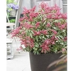Pieris jap. Plant - Polar Passion