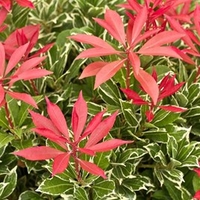 Pieris japonica Plant - Carnaval