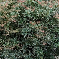 Pieris japonica Plant - Little Heath