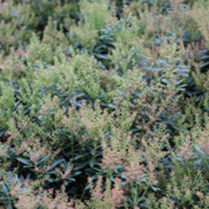 Pieris japonica Plant - Little Heath