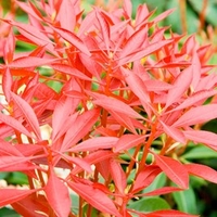 Pieris japonica Plant - Mountain Fire
