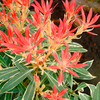 Pieris Plant - Flaming Silver*
