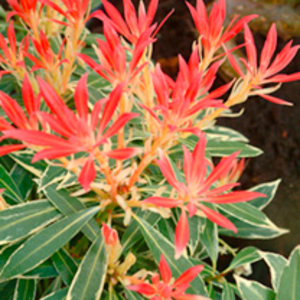 Pieris Plant - Flaming Silver*