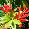 Pieris Plant - Forest Flame