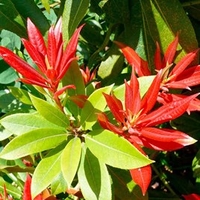 Pieris Plant - Forest Flame
