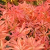 Pieris Plant - Forest Flame
