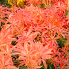 Pieris Plant - Forest Flame