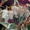 Pieris Plant - Japonica Mountain Fire