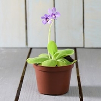 Pinguicula Weser