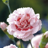 Pink Plant - Doris