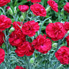 Pink Plant - Passion