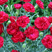 Pink Plant - Passion