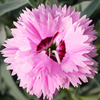 Pink Plant - Pop Star