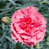 Pink Plant - Pretty Flamingo