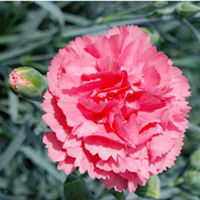 Pink Plant - Pretty Flamingo