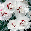 Pink Plant - Silver Star