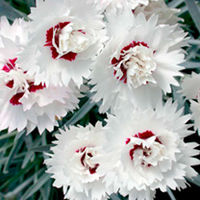 Pink Plant - Silver Star