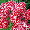 Pink Plant - Starburst