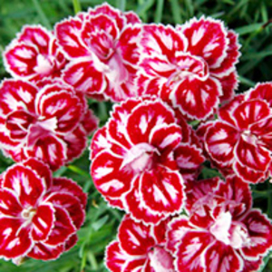 Pink Plant - Starburst