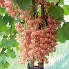 Pinkcurrant Plant - Rosa Sport
