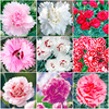 Pinks Collection