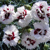 Pinks Plant - Show Girl