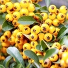 Pinus mugo Plant - 