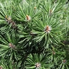 Pinus mugo Plant - 