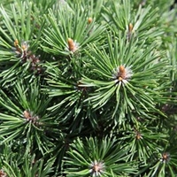 Pinus mugo Plant - 