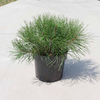 Pinus mugo Plant - Pumilio
