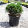 Pinus mugo Plant - Varella