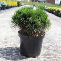 Pinus mugo Plant - Varella