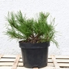 Pinus Mugo Pumilio