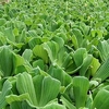 Pistia Stratiotes - Pack of 5