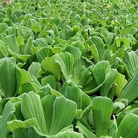 Pistia Stratiotes - Pack of 5
