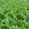 Pistia stratiotes Plants